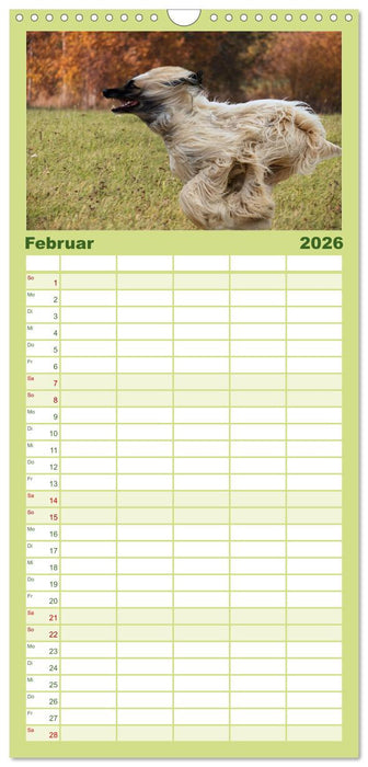 Windhunde im Portrait (CALVENDO Familienplaner 2026)