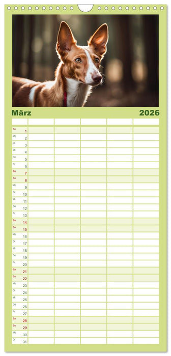 Windhunde im Portrait (CALVENDO Familienplaner 2026)