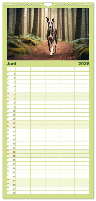 Windhunde im Portrait (CALVENDO Familienplaner 2026)