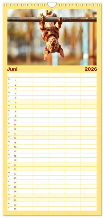 Lustige Sportarten für Hunde (CALVENDO Familienplaner 2026)