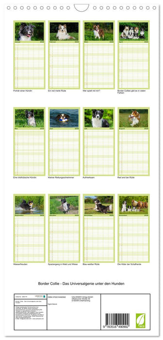 Border Collie - Das Universalgenie unter den Hunden (CALVENDO Familienplaner 2026)