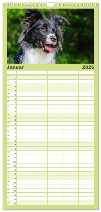 Border Collie - Das Universalgenie unter den Hunden (CALVENDO Familienplaner 2026)