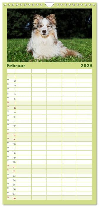 Border Collie - Das Universalgenie unter den Hunden (CALVENDO Familienplaner 2026)