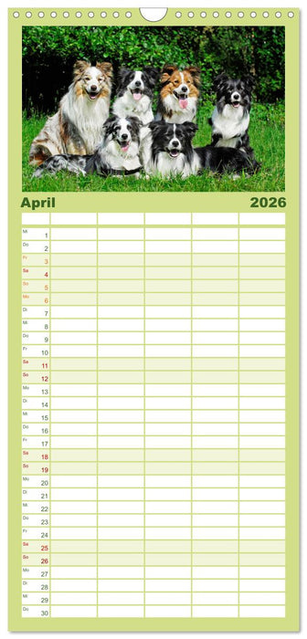Border Collie - Das Universalgenie unter den Hunden (CALVENDO Familienplaner 2026)