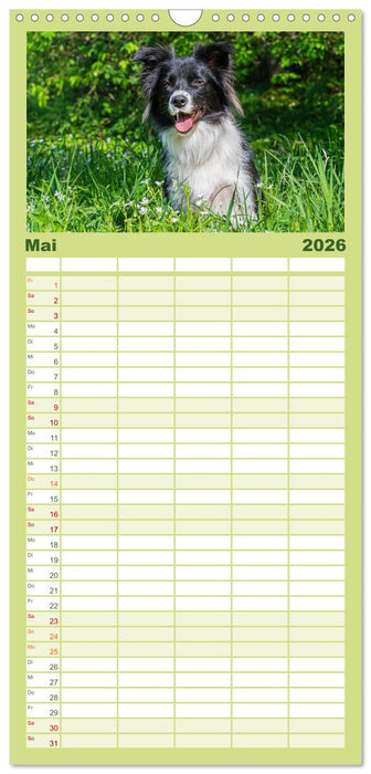 Border Collie - Das Universalgenie unter den Hunden (CALVENDO Familienplaner 2026)