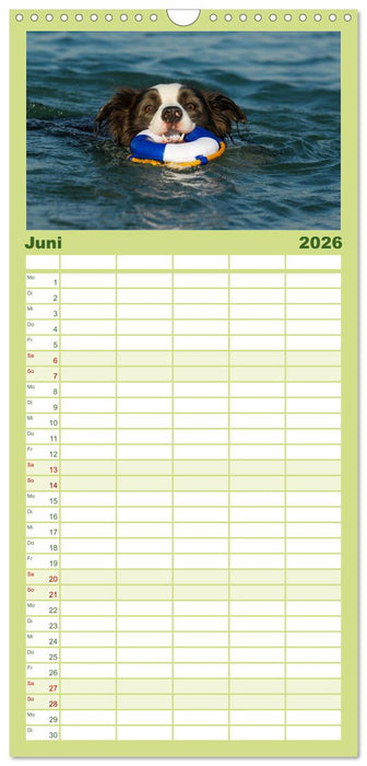 Border Collie - Das Universalgenie unter den Hunden (CALVENDO Familienplaner 2026)