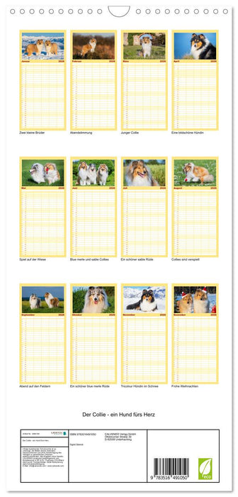 Der Collie - ein Hund fürs Herz (CALVENDO Familienplaner 2026)