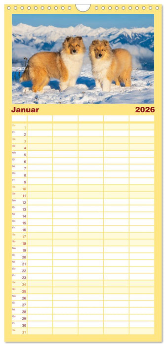 Der Collie - ein Hund fürs Herz (CALVENDO Familienplaner 2026)