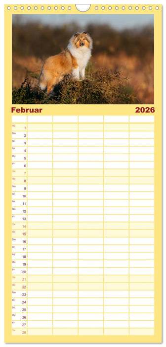 Der Collie - ein Hund fürs Herz (CALVENDO Familienplaner 2026)