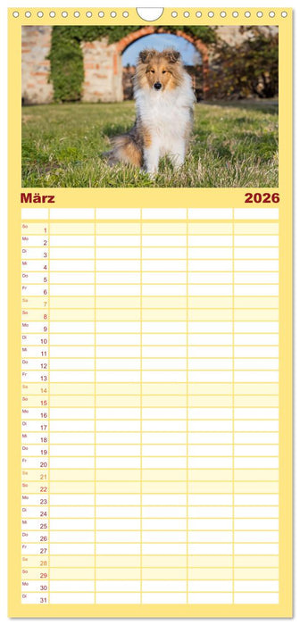Der Collie - ein Hund fürs Herz (CALVENDO Familienplaner 2026)