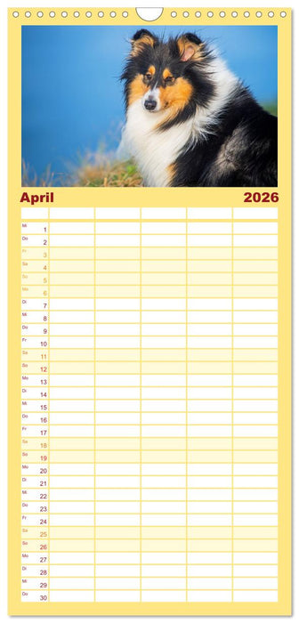 Der Collie - ein Hund fürs Herz (CALVENDO Familienplaner 2026)