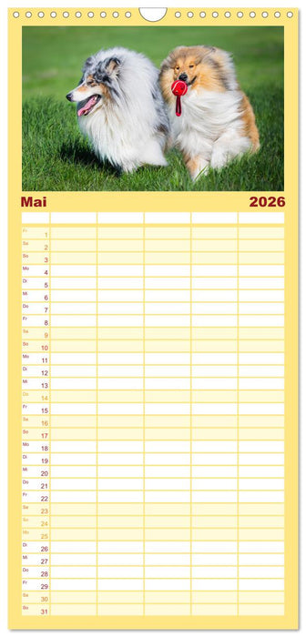 Der Collie - ein Hund fürs Herz (CALVENDO Familienplaner 2026)