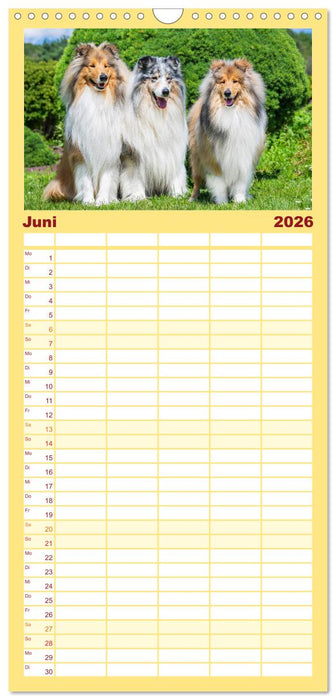 Der Collie - ein Hund fürs Herz (CALVENDO Familienplaner 2026)
