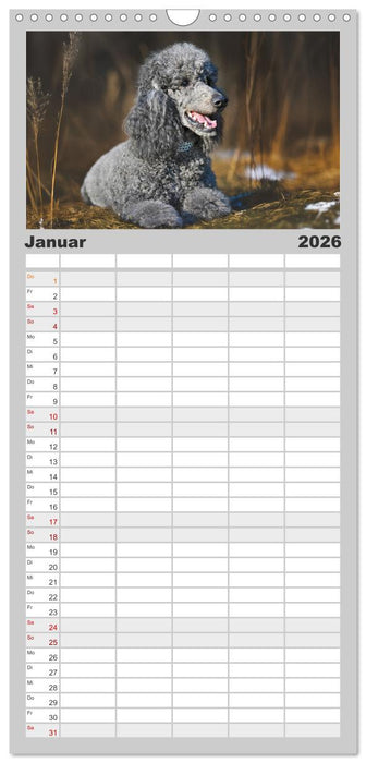 Pudel - Glück auf vier Pfoten (CALVENDO Familienplaner 2026)