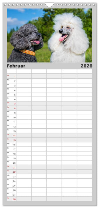 Pudel - Glück auf vier Pfoten (CALVENDO Familienplaner 2026)