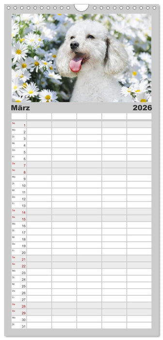 Pudel - Glück auf vier Pfoten (CALVENDO Familienplaner 2026)