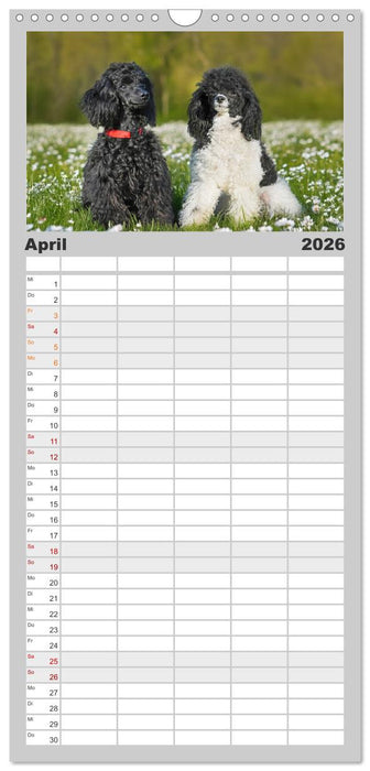 Pudel - Glück auf vier Pfoten (CALVENDO Familienplaner 2026)