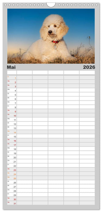 Pudel - Glück auf vier Pfoten (CALVENDO Familienplaner 2026)