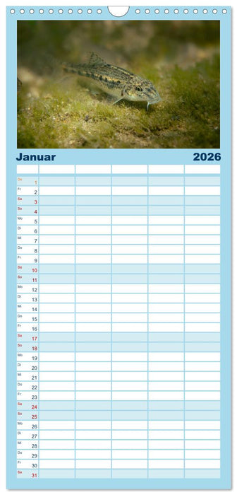 Faszination Fische (CALVENDO Familienplaner 2026)