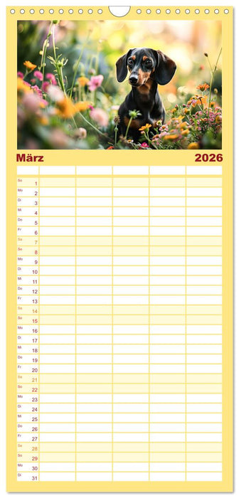 Zauberhafte Dackel (CALVENDO Familienplaner 2026)