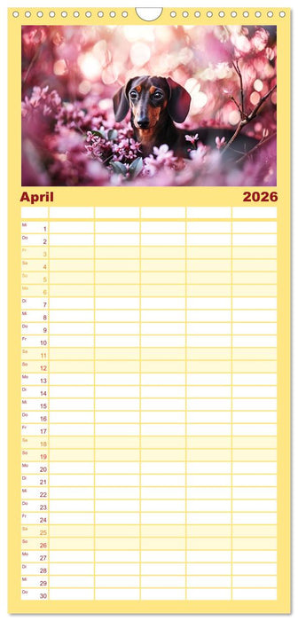 Zauberhafte Dackel (CALVENDO Familienplaner 2026)