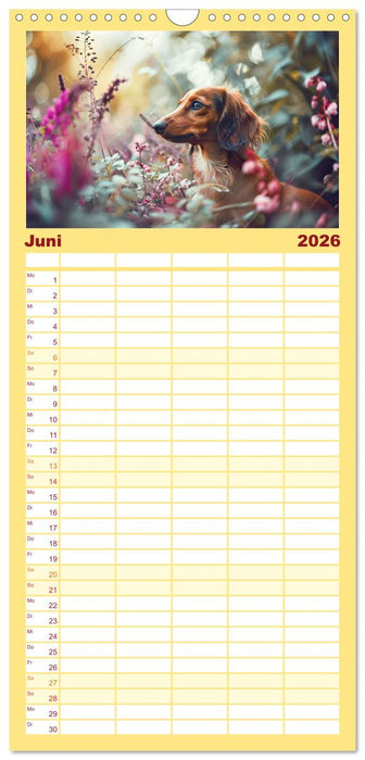 Zauberhafte Dackel (CALVENDO Familienplaner 2026)