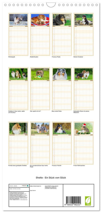 Sheltie - Ein Stück vom Glück (CALVENDO Familienplaner 2026)