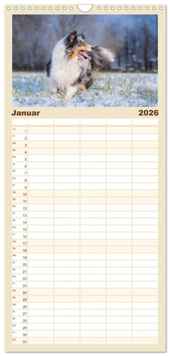Sheltie - Ein Stück vom Glück (CALVENDO Familienplaner 2026)