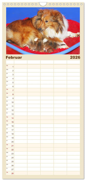 Sheltie - Ein Stück vom Glück (CALVENDO Familienplaner 2026)