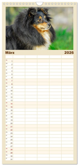 Sheltie - Ein Stück vom Glück (CALVENDO Familienplaner 2026)