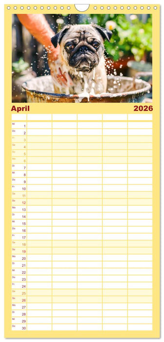 Mops-Mania - Der Spaßkalender für Mops-Fans (CALVENDO Familienplaner 2026)