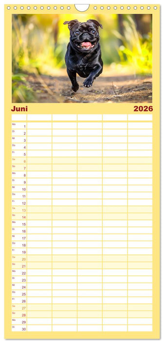 Mops-Mania - Der Spaßkalender für Mops-Fans (CALVENDO Familienplaner 2026)