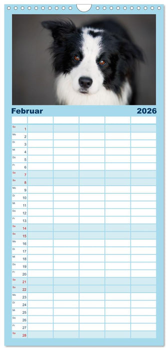 Pfotenblitzers Hütehunde - Hüter der Herzen (CALVENDO Familienplaner 2026)