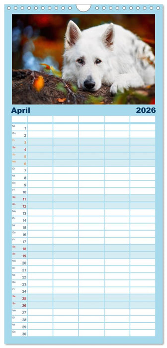 Hütehunde - Hüter der Herzen (CALVENDO Familienplaner 2026)
