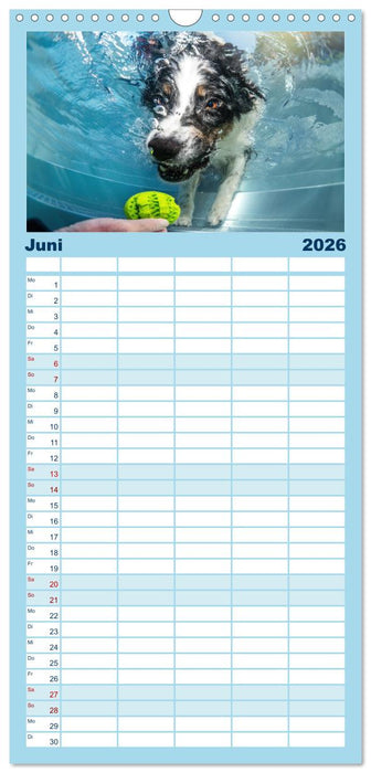 Pfotenblitzers Hütehunde - Hüter der Herzen (CALVENDO Familienplaner 2026)