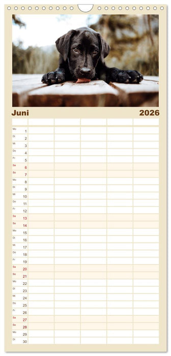 Welpenzeit - Ein Jahr voller spannender Pfotenabenteuer (CALVENDO Familienplaner 2026)