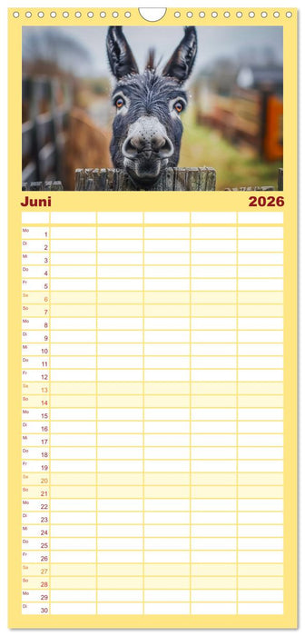 Lustige Eselgeschichten (CALVENDO Familienplaner 2026)