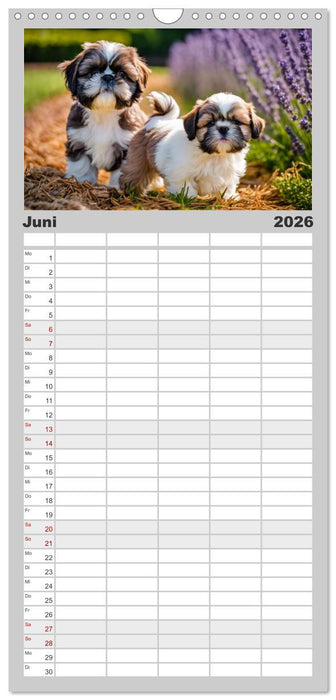 Shih Tzu - der wuschelige Hund aus Tibet (CALVENDO Familienplaner 2026)