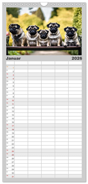 Möpse - quirlige Charmebolzen (CALVENDO Familienplaner 2026)
