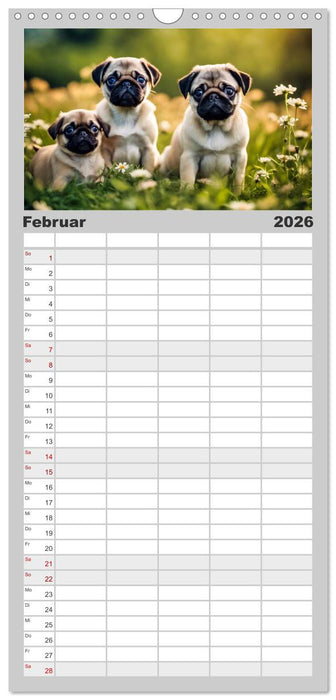 Möpse - quirlige Charmebolzen (CALVENDO Familienplaner 2026)