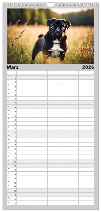 Möpse - quirlige Charmebolzen (CALVENDO Familienplaner 2026)