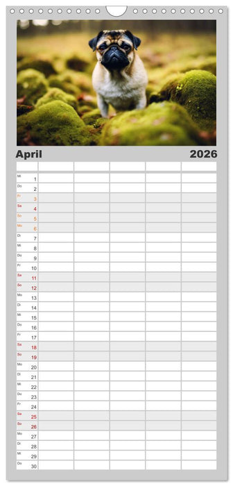 Möpse - quirlige Charmebolzen (CALVENDO Familienplaner 2026)