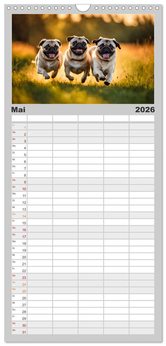 Möpse - quirlige Charmebolzen (CALVENDO Familienplaner 2026)