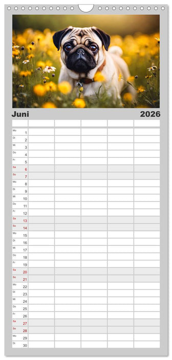 Möpse - quirlige Charmebolzen (CALVENDO Familienplaner 2026)