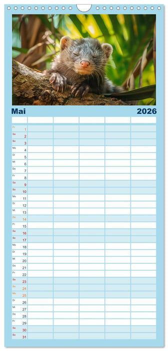 Kleine freche Nerze (CALVENDO Familienplaner 2026)
