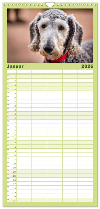Bedlington Terrier - Hunde im Schafspelz (CALVENDO Familienplaner 2026)