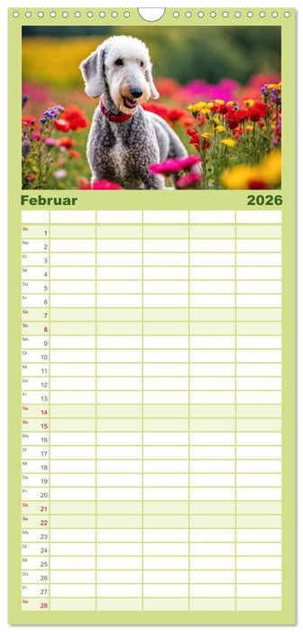 Bedlington Terrier - Hunde im Schafspelz (CALVENDO Familienplaner 2026)
