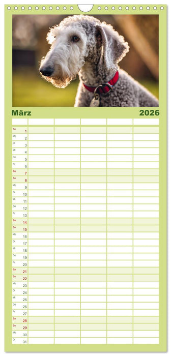 Bedlington Terrier - Hunde im Schafspelz (CALVENDO Familienplaner 2026)