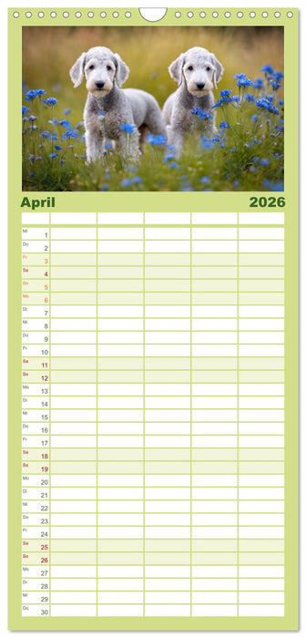 Bedlington Terrier - Hunde im Schafspelz (CALVENDO Familienplaner 2026)