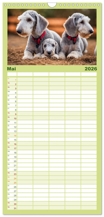 Bedlington Terrier - Hunde im Schafspelz (CALVENDO Familienplaner 2026)